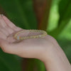 A hand holding a small citrine and jade bead bracelet against a green background
